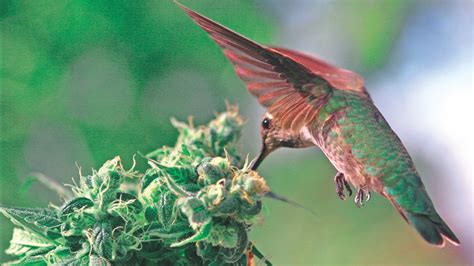 Bird Hovering On Weed Bud Hd Weed Wallpapers Hd