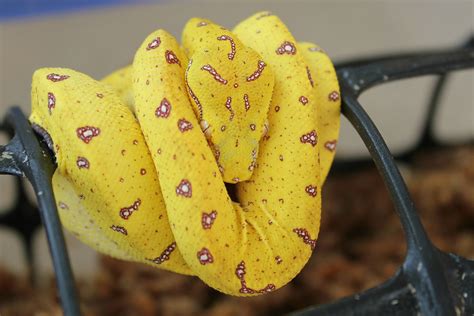Green Tree Python 9 Months Old Aussie Pythons And Snakes Forum
