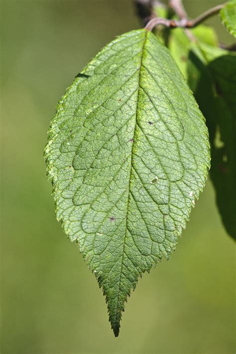 Tree identification test your tree knowledge leaf identification quiz reasons for plum tree leaves turning red Minnesota Seasons - American plum