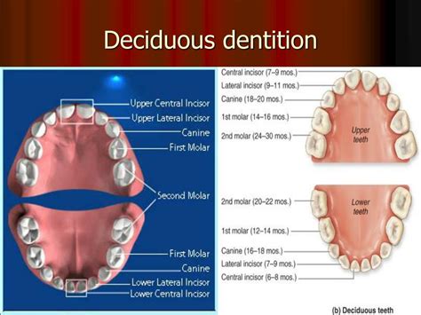 Ppt Dental Anatomy Powerpoint Presentation Free Download Id249764