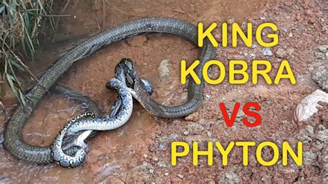 King Cobra Vs Python Dramatic Video Youtube