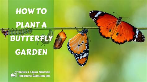 How To Plant A Butterfly Garden Welcome To Daniels Lawn Service Of