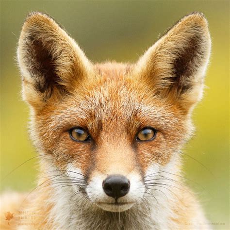 48 Faces Of Foxes Roeselien Raimond Nature Photography