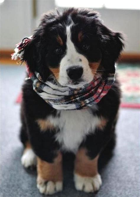 8 Cutest Bernese Mountain Dog Puppies Pictures All