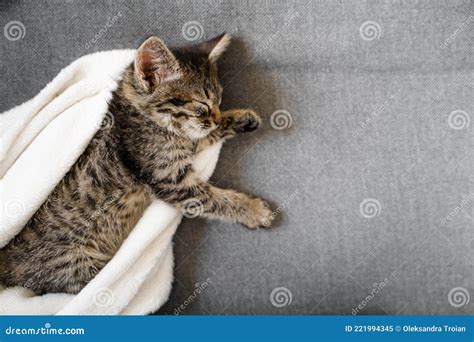 Cute Little Tabby Grey Kitten Sleeping On The Sofa And White Blanket