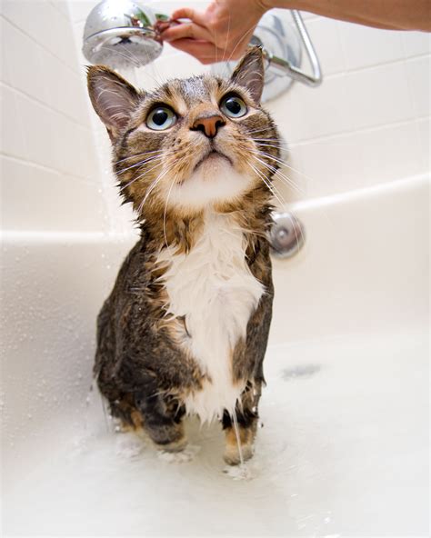 Bathing A Cat 10 Survival Tips Cat Grooming
