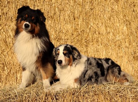Not only are they agile working dogs, but they are also extremely intelligent and wonderful family companions. Australian Shepherd - www.roshems-stuteri.se