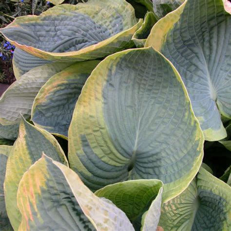 Hosta Frances Williams Perennial Resource