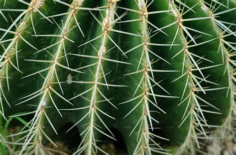 Cactus Thorn Texture Background Nature Stock Photos ~ Creative Market