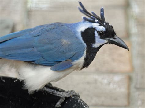 We did not find results for: File:Black-throated Magpie Jay RWD.jpg - Wikimedia Commons