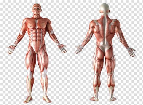 Human Muscular System Illustration Muscle Anatomy Human Body Muscular