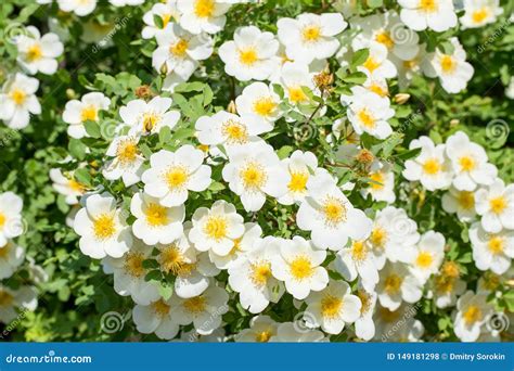 White Flowers Of Wild Rose Stock Photo Image Of Greenery 149181298