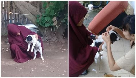 Pelihara Ratusan Anjing Liar Wanita Berhijab Asal Ntb Ini Menuai Pro