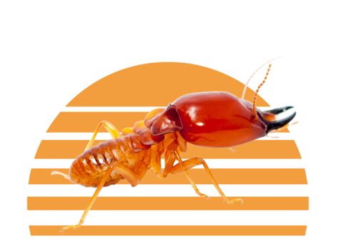 Sunrise Pest Management Termite Pest Control In Washington