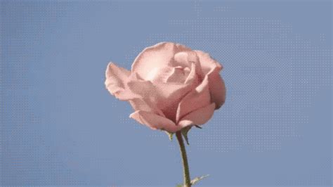 Amazing Roses Animated S