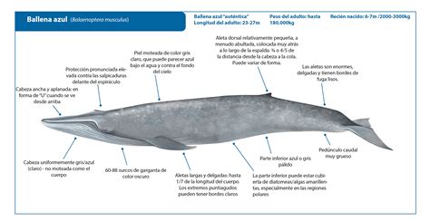 Ballena Azul Whale Watching Handbook Es
