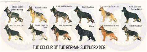 Pin By Eyal Salomon On German Shepard Dogs German Shepherd Dogs