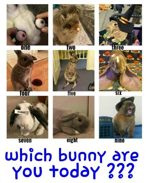 Which Bunny Are You Today Rrabbits