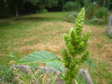 Amaranth Foraging Foodie Edible Wild Plants And Recipes Workshops