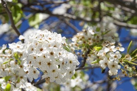 White Cherry Blossom Tree Flower Clusters Stock Image Image Of Flower