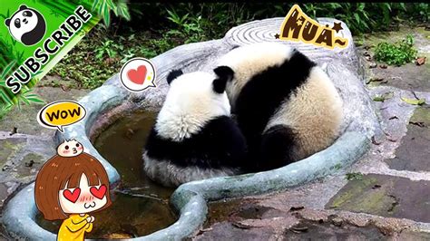 Pandas Nice Bathing Pool IPanda YouTube