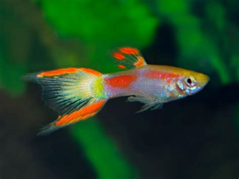 Yellow Laser Tail Miniature Guppy Males | Guppy, Fresh water fish tank ...