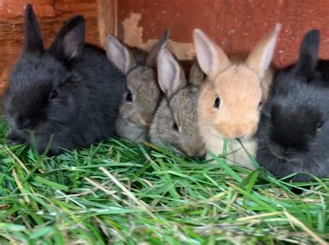 Baby Rabbits For Sale In Hemel Hempstead Hertfordshire Gumtree
