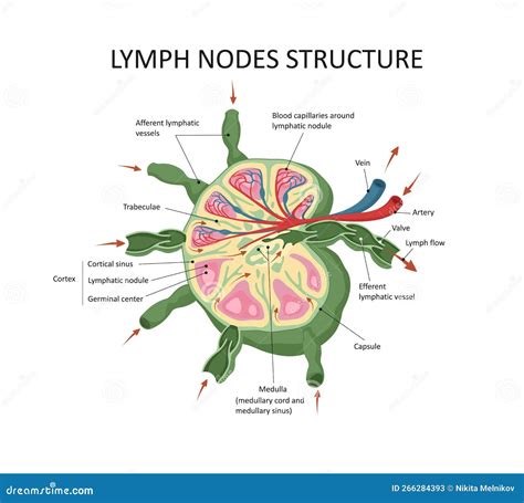 Lymph Node Structure Medical Educational Science Vector Illustration