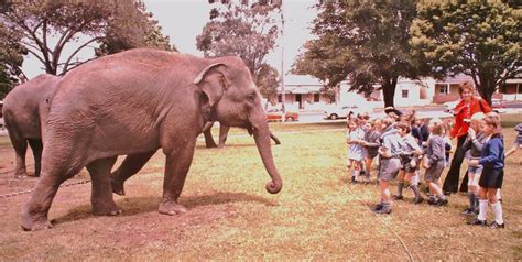 Centennial Park Bathurst Loved By Grazing Circus And Domestic