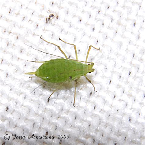 Green Aphid Acyrthosiphon Pisum Bugguidenet