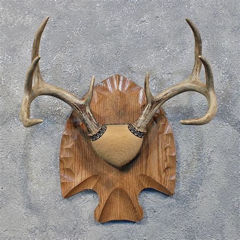Whitetail Deer Antler Plaque 12174 The Taxidermy Store