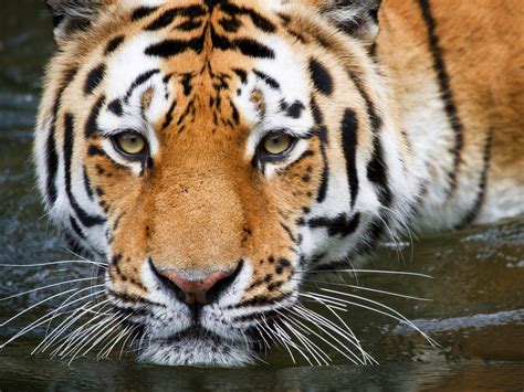 Wuppertal Tiger Wallpapers Hd Wallpapers Id 10182