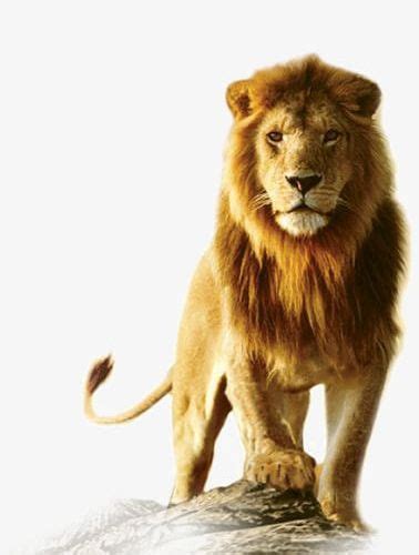 We marvel at their brute strength. African Lion PNG, Clipart, African Clipart, African ...