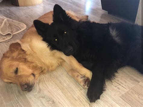 118,538 likes · 128 talking about this. Black German Shepherd and Golden Retriever | German ...