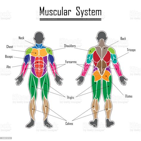 Closes jaw, elevates and retracts mandible; Human Muscular System Stock Illustration - Download Image Now - iStock