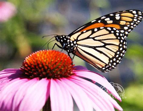 This mix of annuals and perennials ensures that there will be plenty of nectar and pollen for butterflies for the entire growing season. How to Attract Butterflies & Hummingbirds - Perennial ...