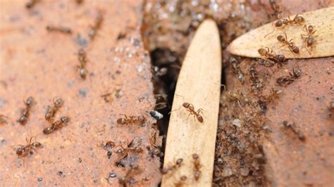 Types Of Ants That Invade Homes Identification And Control Guide