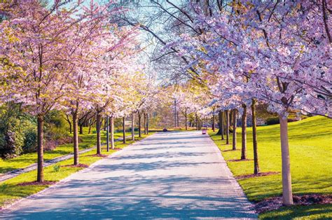 Cherry Blossoms In Europe Europes Best Destinations