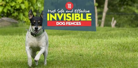 10 Best Invisible Dog Fence For Dogs Safe Containment In 2019