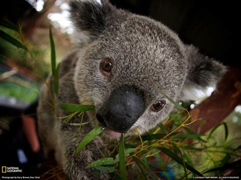 Google has many special features to help you find exactly what you're looking for. Koala Wallpapers - Wallpaper Cave