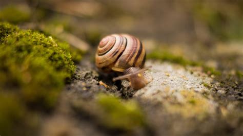 Snail Wallpapers Wallpaper Cave