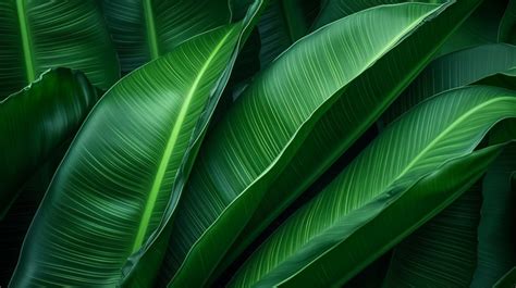 Abstract Green Texture Large Foliage Of Tropical Leaf Background