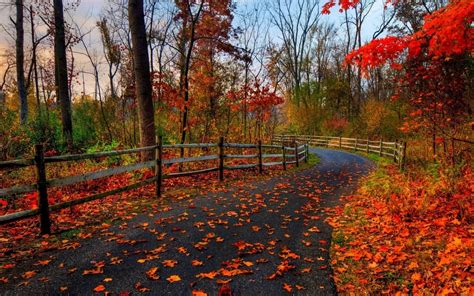 Fall Full Hd Wallpaper And Background Image 1920x1200