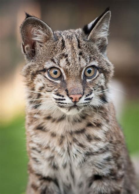 Gideon Cutest Baby Bobcat Ever Baby Bobcat Small Wild Cats Bobcat