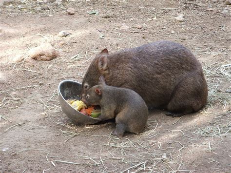 No Slavoj I Will Not Blog About Nfp Anymore Wombats Melinda Selmys