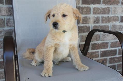 Timmy Poodle Shiba Inu Mix Male Puppie For Sale In New Haven Indiana