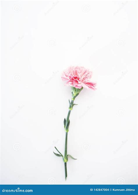 Single Pink Carnations Flower On White Stock Photo Image Of Plant