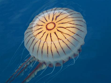 Jellyfish Compass Medusa Marine Biology Ocean Life Jellyfish