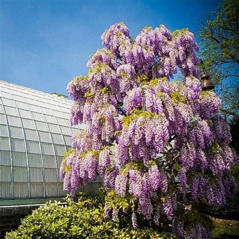 Its exquisite nighttime fragrance is lighter than that of the magnolia. Purple Wisteria For Sale Online | The Tree Center