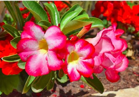 National Flower Of Saudi Arabia Best Flower Site